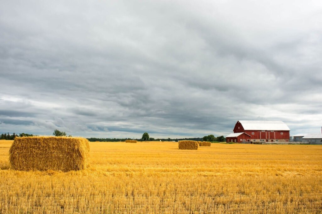 EDDY-foods-best-food-available-big-texas-taste-4